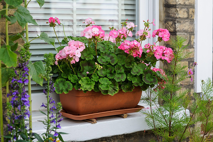 Geraniums