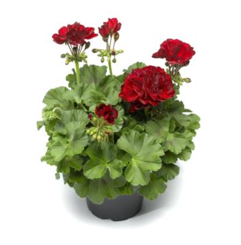 Geranium Image